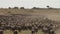 Wildebeests migration from serengeti to masai mara