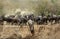 Wildebeests movig down the escrapment at the bank of Mara river