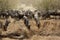 Wildebeests moving down the bank of Mara river