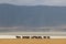 Wildebeests in Ngorongoro Crater