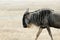 Wildebeests, in the Ngorongoro Crater, Tanzania