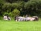 Wildebeests resting