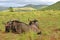Wildebeests resting in savanna