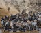 Wildebeests are runing to the Mara river. Great Migration. Kenya. Tanzania. Masai Mara National Park.