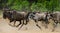 Wildebeests running through the savannah. Great Migration. Kenya. Tanzania. Masai Mara National Park.