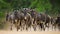 Wildebeests running through the savannah. Great Migration. Kenya. Tanzania. Masai Mara National Park.