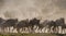 Wildebeests running through the savannah. Great Migration. Kenya. Tanzania. Masai Mara National Park.