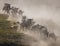 Wildebeests running through the savannah. Great Migration. Kenya. Tanzania. Masai Mara National Park.