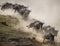 Wildebeests running through the savannah. Great Migration. Kenya. Tanzania. Masai Mara National Park.