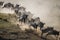 Wildebeests running through the savannah. Great Migration. Kenya. Tanzania. Masai Mara National Park.