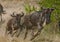 Wildebeests running through the savannah. Great Migration. Kenya. Tanzania. Masai Mara National Park.