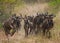 Wildebeests running through the savannah. Great Migration. Kenya. Tanzania. Masai Mara National Park.