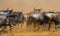 Wildebeests running through the savannah. Great Migration. Kenya. Tanzania. Masai Mara National Park. Motion effect.