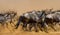 Wildebeests running through the savannah. Great Migration. Kenya. Tanzania. Masai Mara National Park. Motion effect.