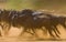 Wildebeests running through the savannah. Great Migration. Kenya. Tanzania. Masai Mara National Park. Motion effect.