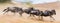 Wildebeests running through the savannah. Great Migration. Kenya. Tanzania. Masai Mara National Park. Motion effect.