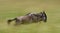 Wildebeests running through the savannah. Great Migration. Kenya. Tanzania. Masai Mara National Park. Motion effect.