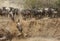 Wildebeests rushing down the escarpment of Mara river
