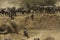 Wildebeests rushing through trench to cross Mara river, Kenya