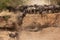 Wildebeests rushing through trench to cross Mara river, Kenya