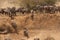 Wildebeests rushing through trench to cross Mara river, Kenya