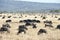 Wildebeests Serengeti