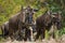 Wildebeests standing in the savannah. Great Migration. Kenya. Tanzania. Masai Mara National Park.