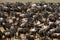 Wildebeests standing in the savannah. Great Migration. Kenya. Tanzania. Masai Mara National Park.