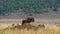 Wildebeests standing a small group in the savannah. Great Migration. Kenya. Tanzania. Masai Mara National Park.