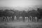 Wildebeests  standing still in heavy rain, Masai Mara