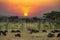 Wildebeests at sunset in Serengeti, Tanzania. Beautiful scenery with grazing gnus and colorful  evening sky.