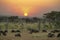 Wildebeests at sunset in Serengeti, Tanzania. Beautiful scenery with grazing gnus and colorful  evening sky.
