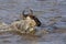 Wildebeests swimming across the Mara River
