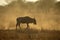 Wildebeests, Tarangire National Park, Tanzania