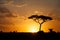 Wildebeests and a tree at Masai Mara during sunset