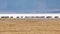 Wildebeests walking in line in Ngorongor Crater, Tanzania, Africa, lots of wildebeests