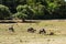 Wildebeests with Young Calves Grazing in Sigean Wildlife Safari Park in France