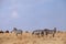 Wildebeests and zebras in the grassland of Masa Mara
