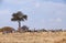 Wildebeests and zebras grazing in the grassland of Masa Mara