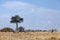 Wildebeests and zebras grazing in the grassland of Masa Mara