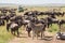 Wildebeests and Zebras grazing in Serengeti National Park in Tanzania, East Africa.