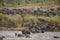 Wildebeests and Zebras migrate. They cross the Mara river. some death.