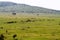 Wildebeests and zebras in Serengeti National Park, Tanzania