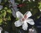 Wilder\'s White Hawaiian Hibiscus arnottianus Single Hibiscus with pink stamens.