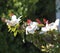 Wilder\'s White Hawaiian Hibiscus arnottianus Single Hibiscus with pink stamens.