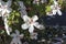 Wilder\'s White Hawaiian Hibiscus arnottianus Single Hibiscus with pink stamens.