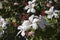 Wilder\'s White Hawaiian Hibiscus arnottianus Single Hibiscus with pink stamens.