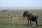 Wilderbeast - Serengeti Safari, Tanzania, Africa