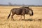 Wilderbeest, Botswana, Africa