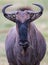 Wilderbeest or Gnu